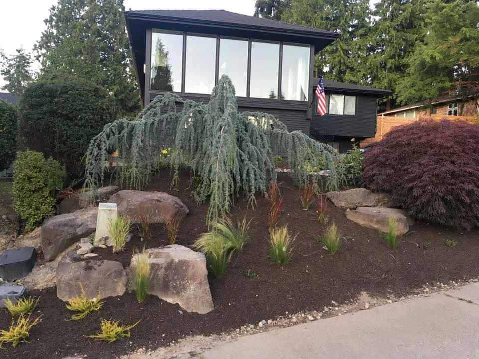 Overgrown yard clearing and lawn restoration — Renton, WA